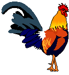 Rooster